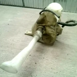 Különleges ajánlat NISSAN PRIMERA P12 2001-2007 Ablakmosó tartály bontott alkatrész